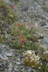 Spotted Saxifrage, Wenatchee Paintbrush on alpine scree slope