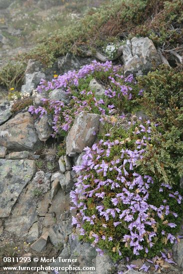 Penstemon davidsonii; Juniperus communis