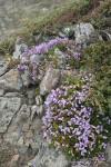 Davidson's Penstemon w/ Mountain Juniper