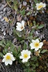 Eightpetal Mountain-avens