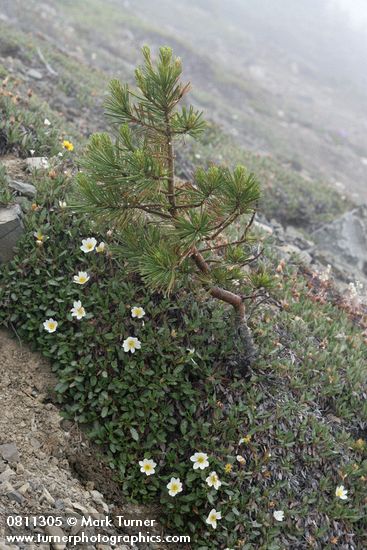 Dryas octopetala; Pinus albicaulis
