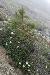 Eightpetal Mountain-avens w/ small Whitebark Pine