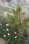 Eightpetal Mountain-avens w/ small Whitebark Pine