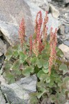 Mountain Sorrel