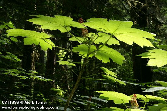 Oplopanax horridus