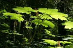 Devil's Club foliage & fruit, backlit