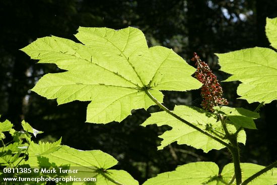 Oplopanax horridus