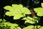 Devil's Club foliage & fruit, backlit