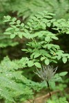 Oval-leaf Huckleberry w/ fungus on stem
