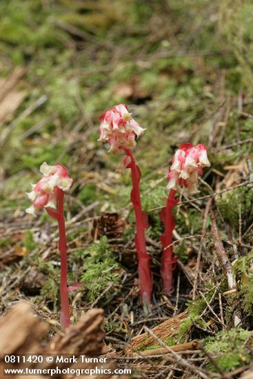 Monotropa hypopithys