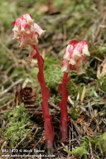 Monotropa hypopithys