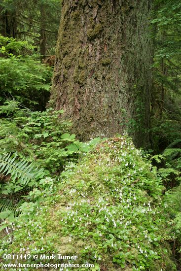 Linnaea borealis