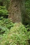 Twinflower among mosses at base of Douglas-fir