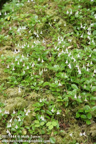 Linnaea borealis