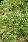 Twinflower among moss