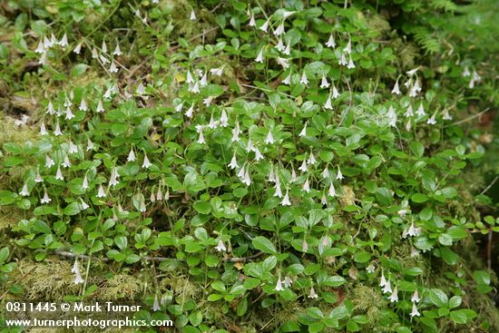 Linnaea borealis