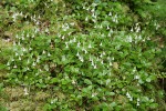 Twinflower among moss