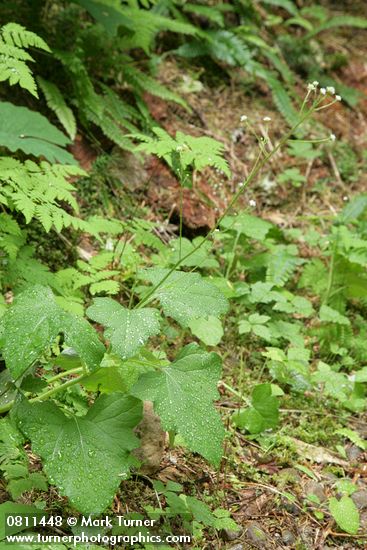 Adenocaulon bicolor