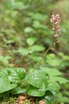 Heart-leaved Pyrola (Pink Wintergreen)