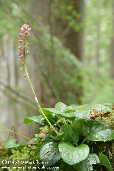 Pyrola asarifolia