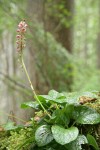 Heart-leaved Pyrola (Pink Wintergreen)