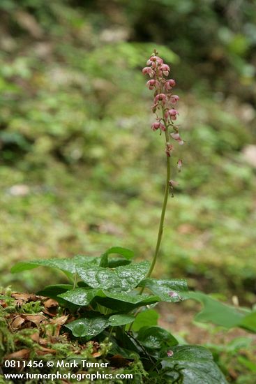 Pyrola asarifolia