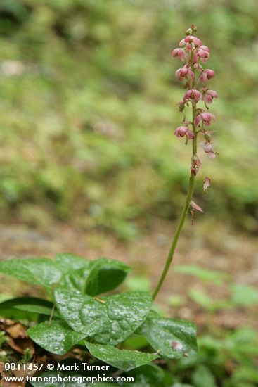 Pyrola asarifolia