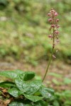 Heart-leaved Pyrola (Pink Wintergreen)