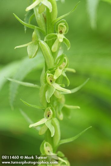 Platanthera stricta