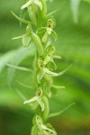 Slender Bog Orchid blossoms