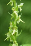 Slender Bog Orchid blossoms