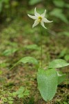 Avalanche Lily