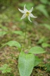 Avalanche Lily