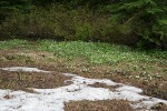 Marsh-marigolds at edge of melting snow