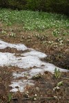 Marsh-marigolds at edge of melting snow