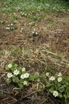 Marsh-marigolds