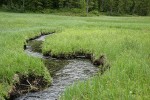 Small stream meanders through wet meadow near Mink Lake