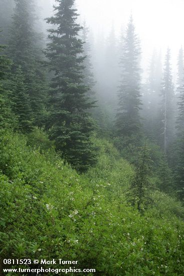 Rhododendron albiflorum; Abies lasiocarpa