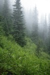 White Rhododendron on steep hillside among Subalpine Firs in fog
