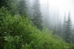 White Rhododendron on steep hillside among Subalpine Firs in fog