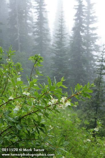 Rhododendron albiflorum