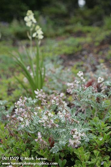 Astragalus cottonii