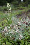 Olympic Mountain Milkvetch w/ raindrops, Alpine Death Camas soft bkgnd