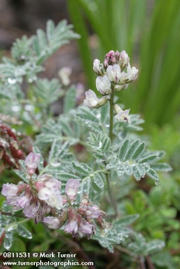 Astragalus cottonii