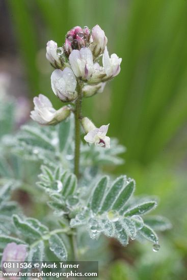 Astragalus cottonii