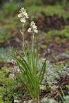 Alpine Death Camas