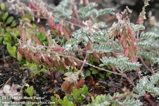 Astragalus cottonii