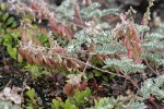 Olympic Mountain Milkvetch blossoms, foliage & fruit w/ raindrops