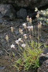 Parry's Catchfly w/ raindrops