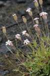 Parry's Catchfly w/ raindrops